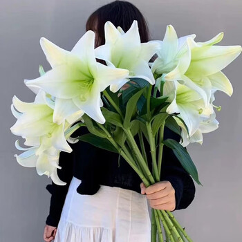 花集配香水百合云南鲜花速配花材批发花卉办公室家庭花瓶水养送朋友家人老师礼品西伯利亚3头 5支 扎 图片价格品牌报价 京东