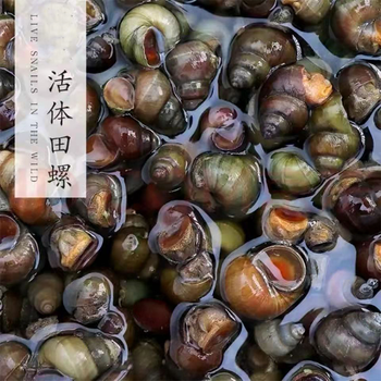 田螺石螺4斤鲜活清水新鲜田螺螺肉中小号螺丝活体淡水泥螺1斤中号田螺