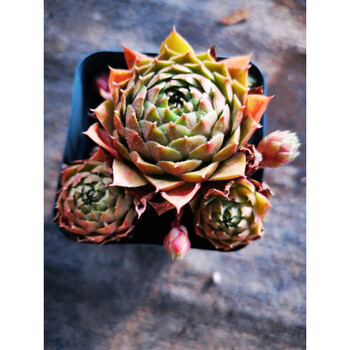 jy多肉长生草组合波尔多西瓜球河日落波尔多红酒柔情复活节 皮克尼斯