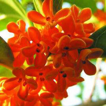 桂花树苗浓香八月金桂丹桂四季桂地栽盆栽庭院别墅征地绿化桂花树