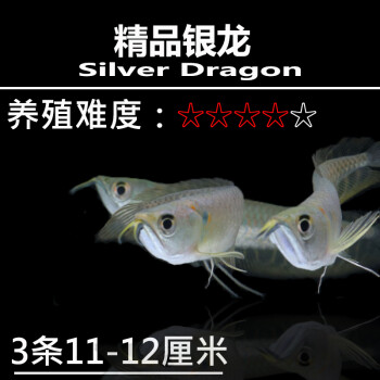 銀龍魚星點龍水族魚缸飼養寵物觀賞魚熱帶魚活體龍魚小苗簡單易養3條