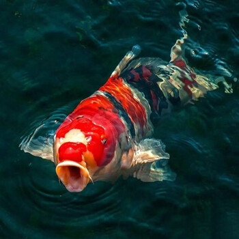 朴彩大型锦鲤活体纯种日本红白昭鱼苗招财风水冷水金鱼观赏鱼活鱼454