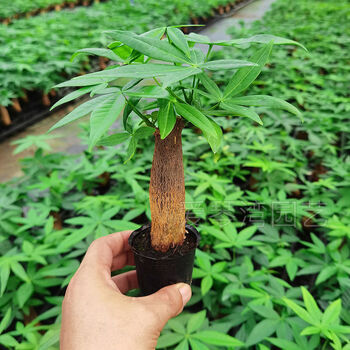 发财树盆栽室内客厅桌面绿植小盆景小发财树苗树 精品单棵发财树【不