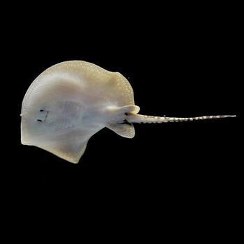 jypet活体黑白魟鱼珍珠米克斯黑金皇冠魟鱼热带观赏鱼精选皇冠黑金