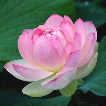 大型荷花种藕苗水养盆栽荷塘莲藕种苗观赏荷花种根莲花苗 贵妃【3棵】