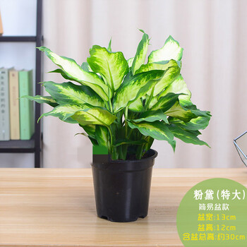 花叶万年青粉黛万年青银皇后小盆栽办公室内桌面绿植花卉植物水培z1特