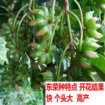 嫁接八角苗5棵【东荣种 高产矮化 30-40厘米【精选优质品种】