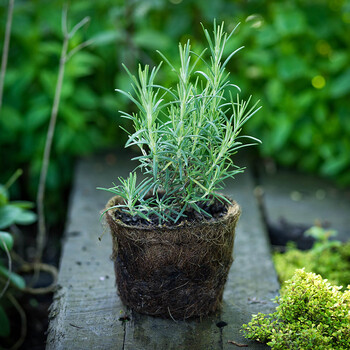 迷迭香家庭园艺种植花卉绿植有机新鲜多年生盆栽食用迷迭香150带盆栽