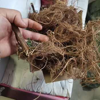 新鲜野生红杆荨麻草四川红活麻红霍麻草咬人草红豁麻绿杆荨麻草 干货