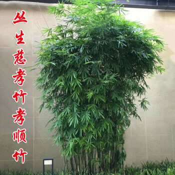 慈孝竹(慈孝竹和凤尾竹哪个好)