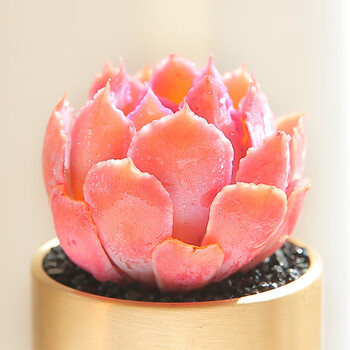 物鲜仙子多肉植物组合盆栽花卉植物罕见稀有品种一整箱老桩多肉批发