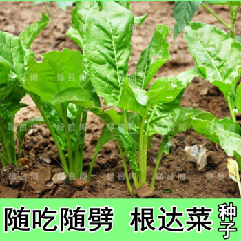 根達菜種子劈菜牛皮菜厚皮菜莙薘菜多次採收特色蔬菜種孑農家菜籽 根