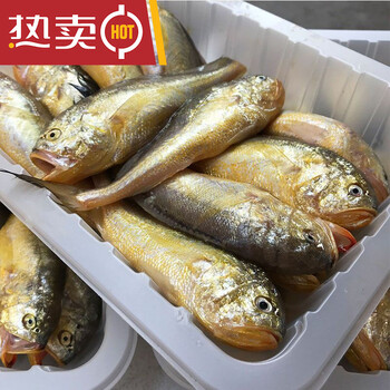 网潮海鲜舟山梅童鱼大头宝梅子鱼新鲜梅童1斤16条左右采购批发【图片 价格 品牌 报价】-京东