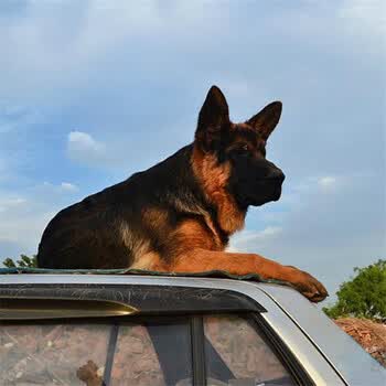 伊宠纯种德牧幼犬狼青犬弓背犬黑背幼犬狼狗幼犬德国牧羊犬幼犬公母