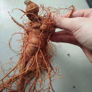 文山自产自销新鲜生三七田七250g500g四年老七新鲜三七四年七5个500克