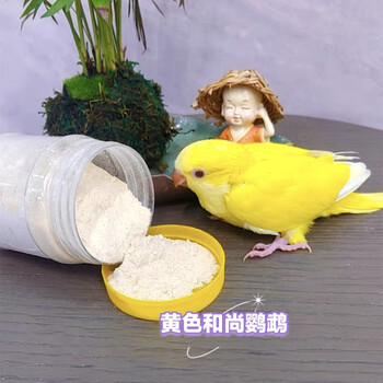 和尚鹦鹉雏鸟半毛蓝绿胖子黄白色小太阳黄边凤梨绿颊中大型鹦鹉 黄色