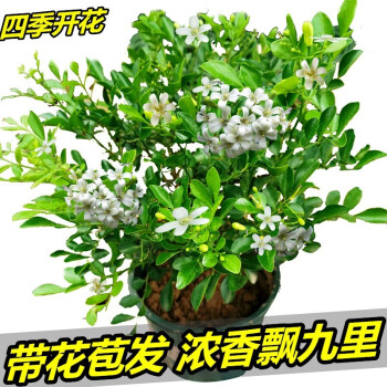 千里香 九樹香驅蚊植物室內濃香花卉 九里香大苗