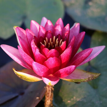 睡莲姬睡莲裸根苗 家庭小空间种植水生花卉预售 澳毛斯特 中型(预计3