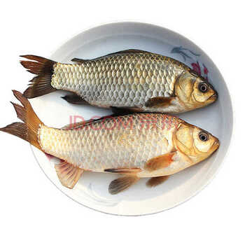 鲫鱼鲜活 新鲜淡水鱼 鲫鱼活体 苏北河道鲫鱼汤 5斤