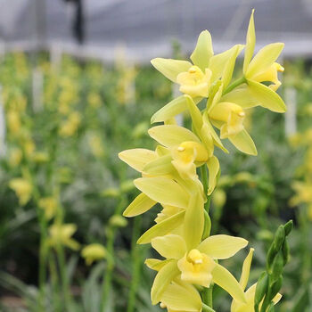 浓香型金边矮种兰花名贵兰花香兰剑兰大花蕙兰浓香型花卉 绿翡翠【6-8