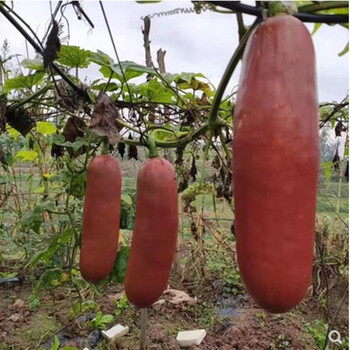 南美火腿甜瓜种子香如蜜香瓜甜瓜种籽高产特大香甜水果