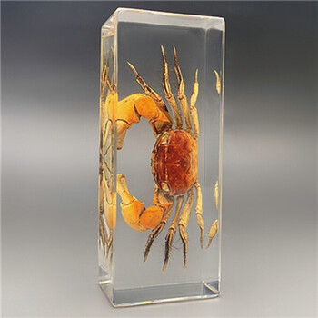 【精选好物】昆虫标本 树脂昆虫标本真虫甲虫蜘蛛天牛蝎子螳螂蜥蜴