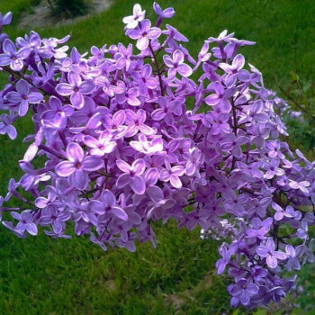 丁香種籽盆栽庭院花園美觀綠化花卉百結情客龍梢子花紫丁香1紫色100粒