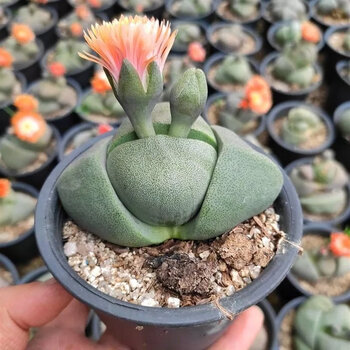 聪知聪元宝绿帝玉多肉植物盆栽肉肉新手植物办公室创意花卉绿植 大帝