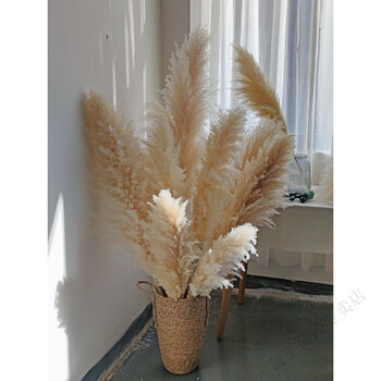 芦苇花 芦苇装饰仿真大芦苇草芦苇草干花花束落地蒲苇大穗 ins风轻奢