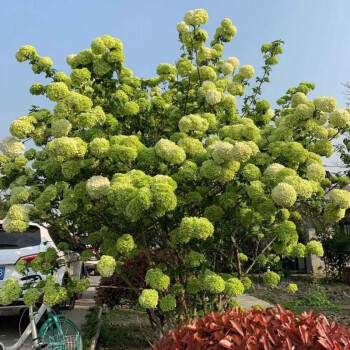 花鬥球繡球白馬鬥球觀賞樹別墅白麻球庭院木本繡球花朵大春季開花珍稀