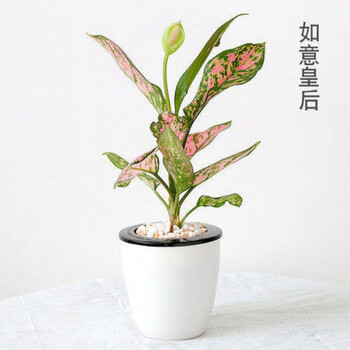 盆栽绿植大型大叶绿萝扦插苗大型室内常青盆栽绿植大叶绿萝m1如意皇后