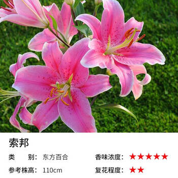 东方百合 索邦3球 球周长16-18 其他