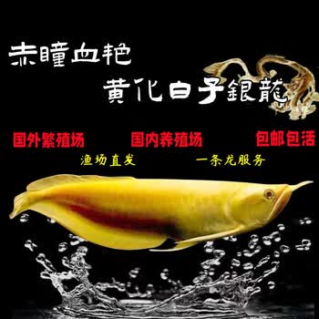 红眼黄化白子苗鲨鱼嘴风水鱼中大型热带观赏 红眼黄化白子银龙11-13cm