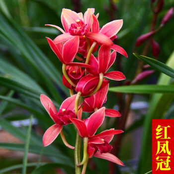 超香兰花红贵人浓香型盆栽四季好养建兰花卉绿植兰草兰花苗红凤冠4苗
