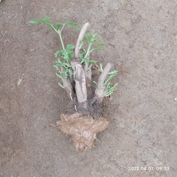 山头林村黄荆苗疙瘩根五枫指枝叶中草药黄金子荆条