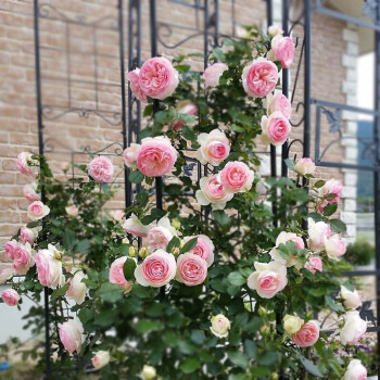 薔薇花苗 四季開花 粉色龍沙寶石月季小苗100棵