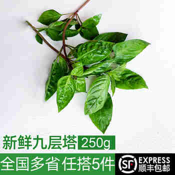 绿食者 新鲜九层塔 食用金不换 三杯鸡冬阴功食材香料西餐配菜新鲜蔬菜 250g