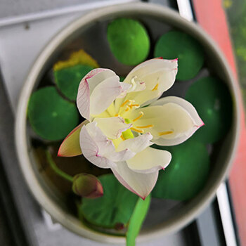 碗蓮水培植物四季開花睡蓮種荷花種子籽盆栽水養植物室內花卉好養