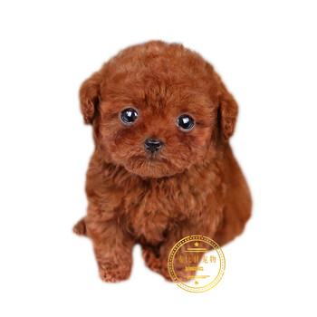 麦比佳纯种泰迪犬茶杯犬幼犬贵宾犬活体宠物狗狗幼崽高颜值双血统标准