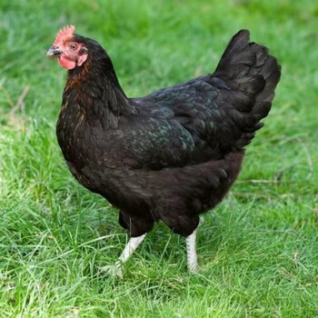 荣郁半斤8只年产320枚绿壳蛋鸡黑凤下蛋鸡活鸡包活到家产蛋王鸡活母