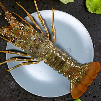 湛江龙虾大青龙虾鲜活波士顿龙虾冷冻水产特大花龙虾小青龙虾拍错地区