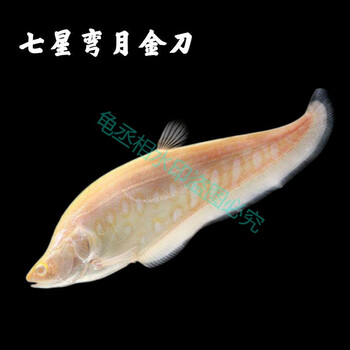 刀活体好养中大型热带魔鬼刀金刀淡水观赏鱼 七星金刀鱼16-18cm1条