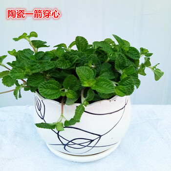 云仓吸毒草吊兰薄荷小盆栽室内绿植花卉z1 大陶瓷一箭穿心吸毒草 含盆