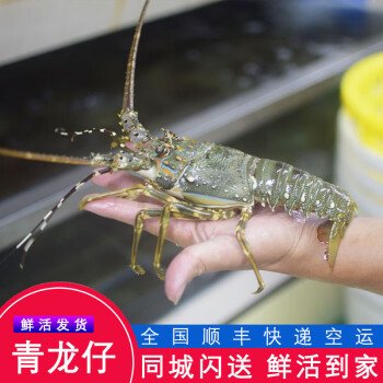 活鮮港遇海鮮水產鮮活小青龍青龍仔青龍蝦海蝦鮮活蝦