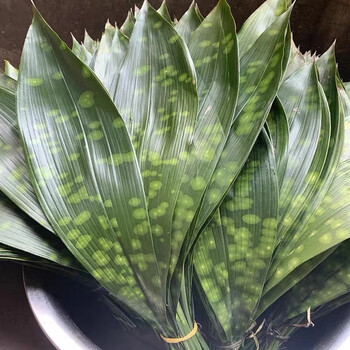 颜曼箐四川粽叶新鲜宜宾花粽叶一叶兰粽叶包粽子叶子铜钱花纹斑点粽叶