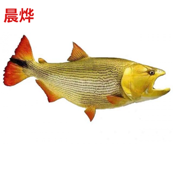 朵芮蜜黄金河虎鱼河虎鱼巴西红尾河虎鱼龙鱼配鱼猛鱼观赏淡水鱼热带鱼