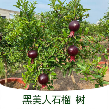 黑美人 八年大苗果实多多爆满