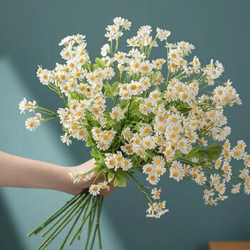 云南鲜花洋甘菊鲜切花瓶插花20枝 洋甘菊 75cm发韵达