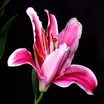 香水百合花种球当年开花香味怡人带芽发货玫红百合种球1个