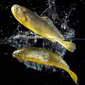 九河灌海新鲜大黄花鱼 深海活冻速冻大黄鱼海鲜水产鱼类生鲜 大黄花鱼